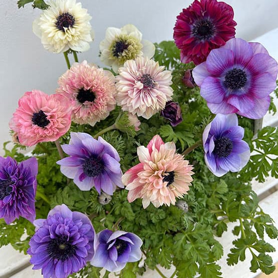 園芸ネット【1-9】アンアリスfa