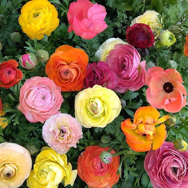 園芸ネット　ラナンキュラス　エトワール