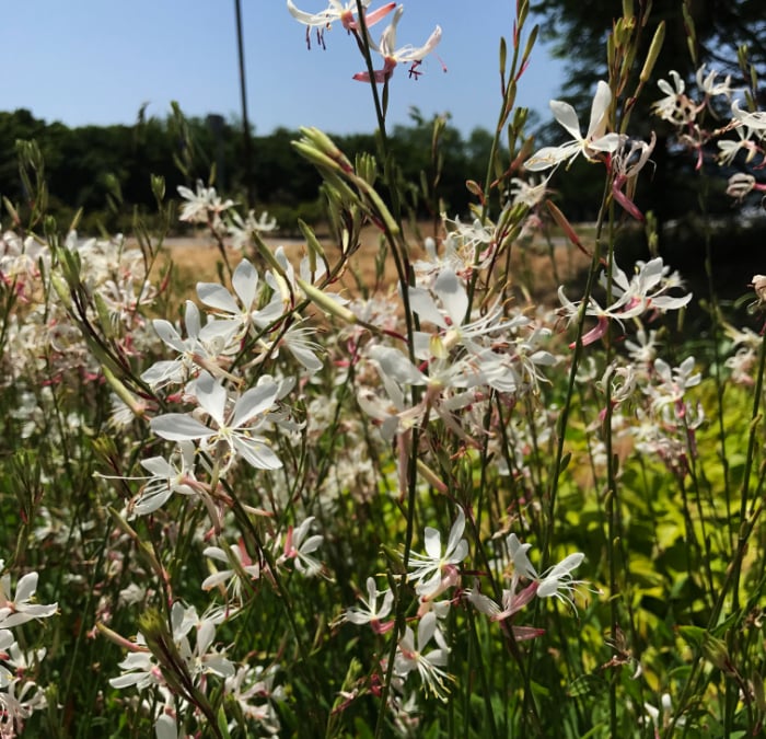 この一年、植物と共に暮らし楽しみましたか？【渡部陽子さん連載12月編】
ガウラ・スパークル