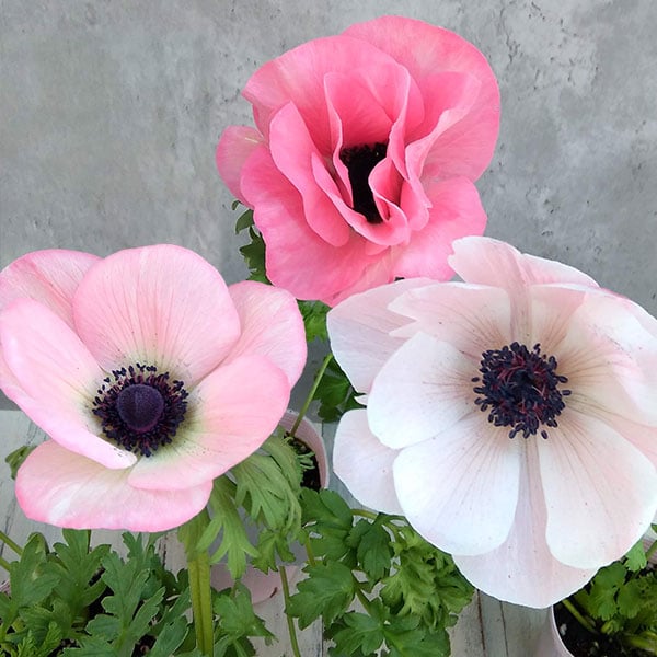 園芸ネット　ミストラル(ローサチアロ)