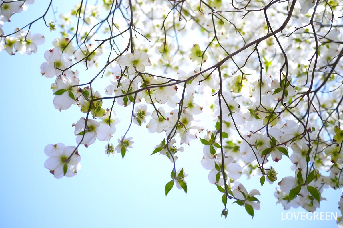 庭木の剪定時期を解説|ウメやツツジ、紫陽花など、種類ごとに紹介