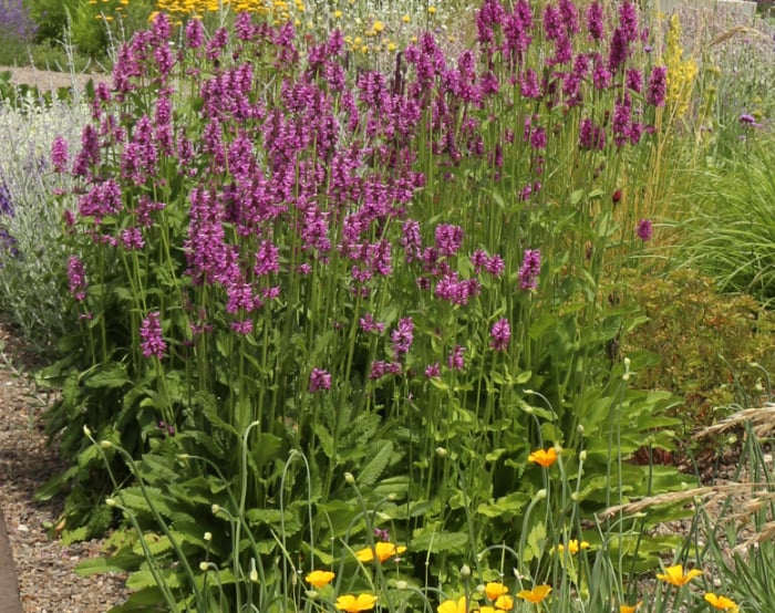 この一年、植物と共に暮らし楽しみましたか？【渡部陽子さん連載12月編】
スタキス・オフィシナリス