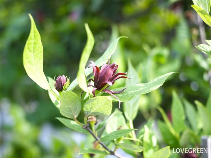 クロバナロウバイ