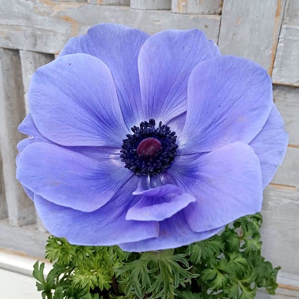 園芸ネット　極ポルト(ブルー)