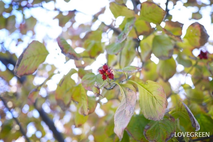芯止めする時期