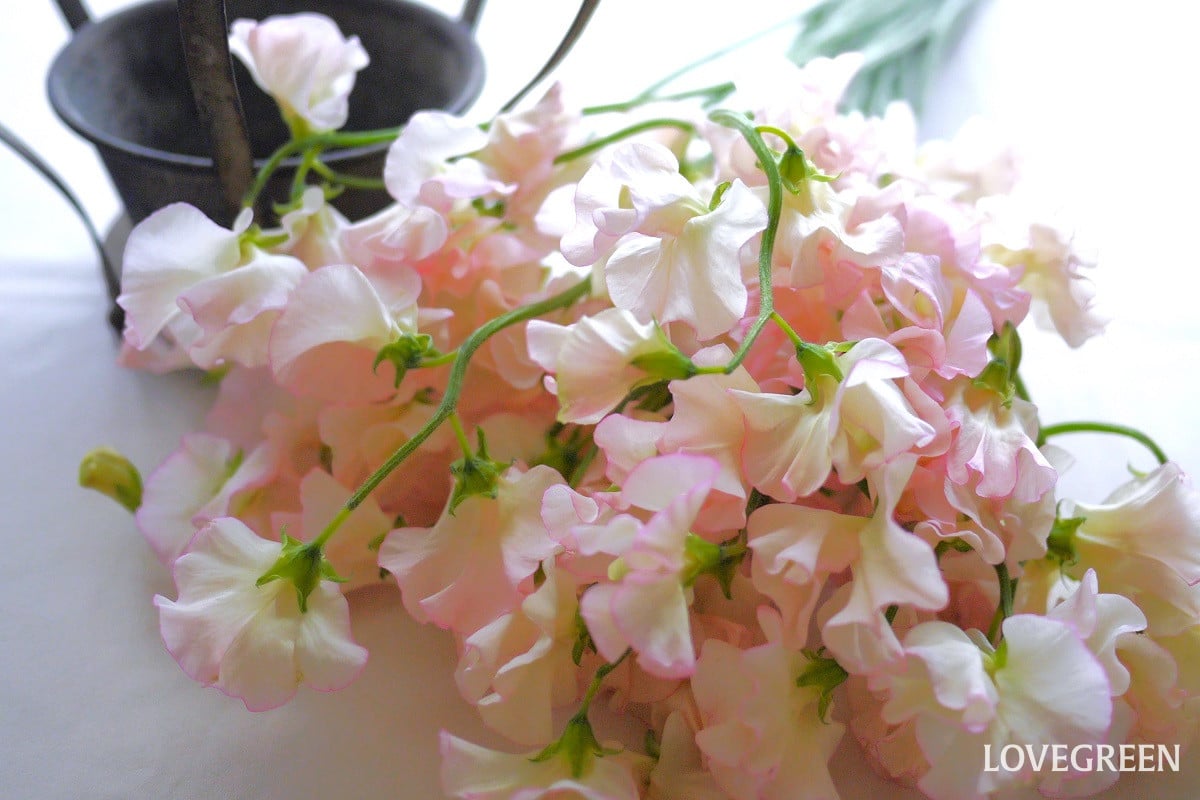 スイートピー|色彩豊か! 香りが魅力の春の花