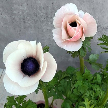 園芸ネット　ミストラル(ビアンコセントロネロ