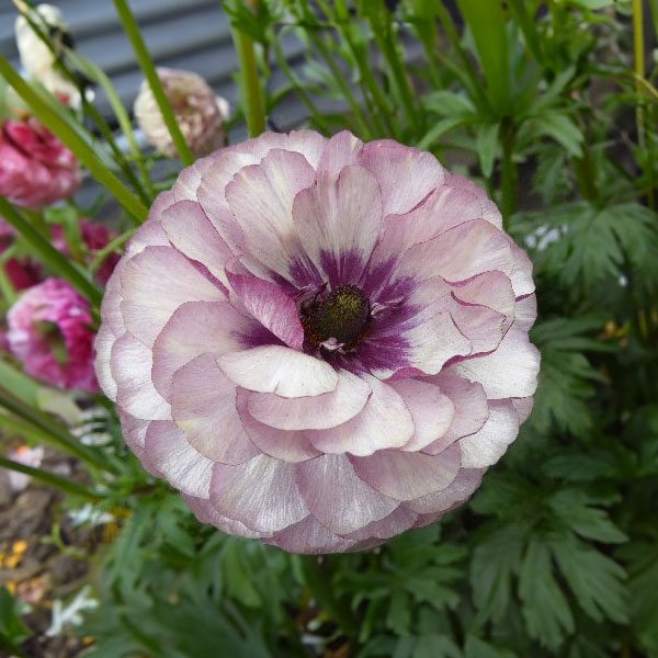 園芸ネット　ラナンキュラス　アイオリア