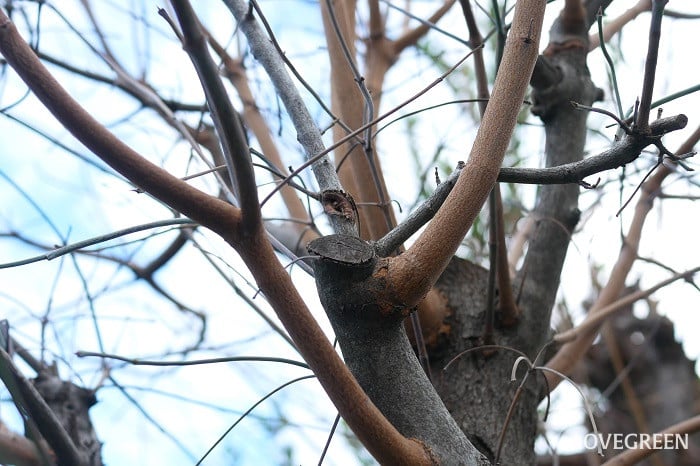 芯止めで注意すること