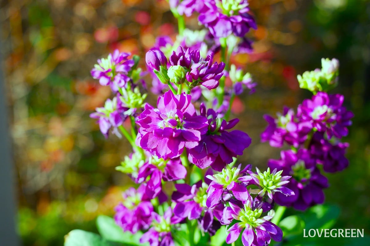ストック｜スイーツのような花色が魅力！冬から春まで楽しめる草花