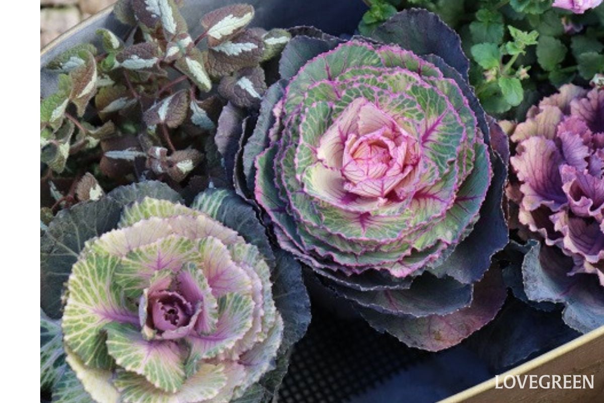 葉牡丹｜華やかさとボリューム満点！ 冬の庭の救世主