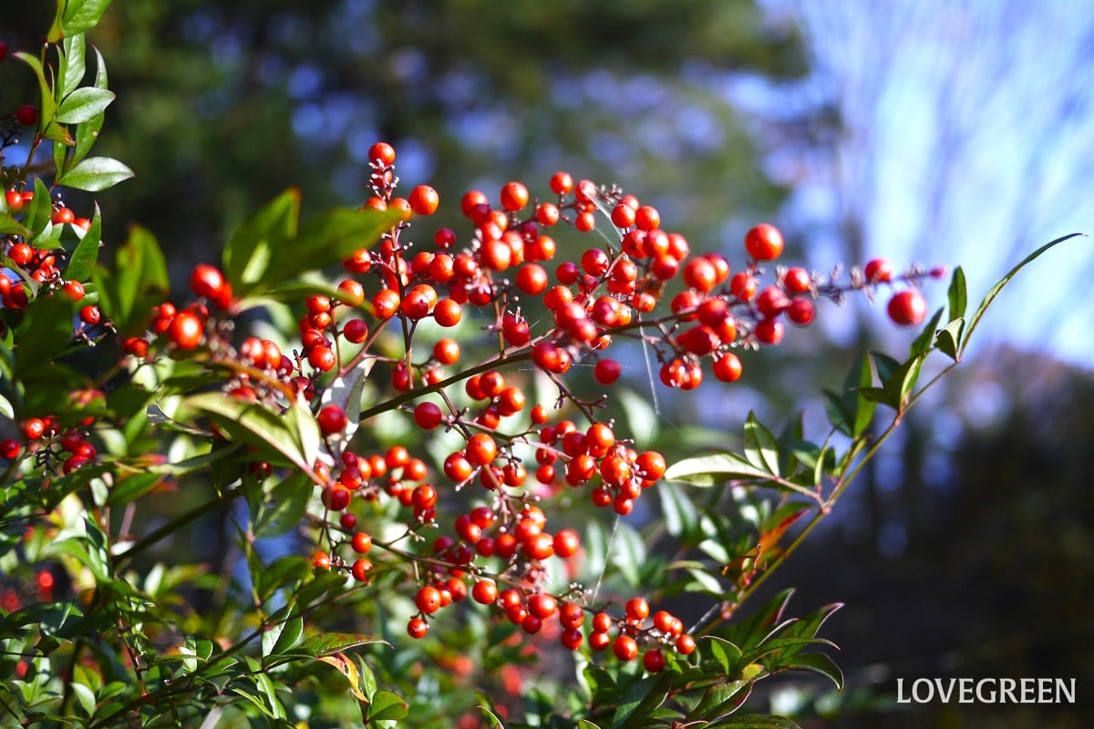 南天|宝石のような赤い実と常緑の葉が魅力の縁起物