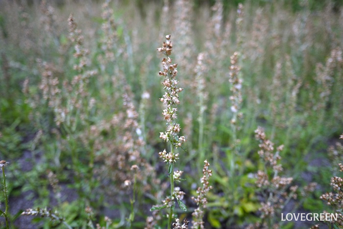 雑草の種類　タチチチコグサ