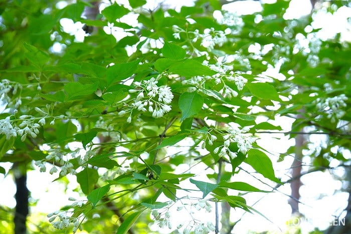 ミツバウツギ1小 ミツバウツギ