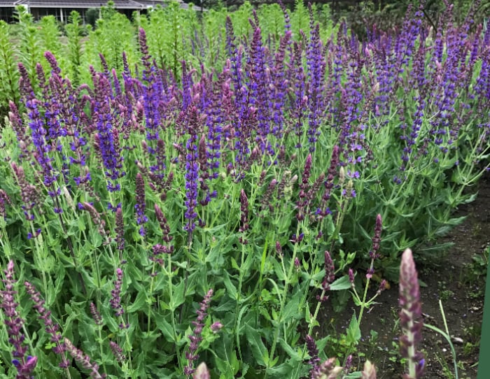 この一年、植物と共に暮らし楽しみましたか？【渡部陽子さん連載12月編】
サルビア・バイオレットクィーン