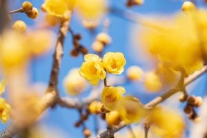蝋梅｜冬の青空を黄色く彩る、甘く芳醇な香りの落葉低木