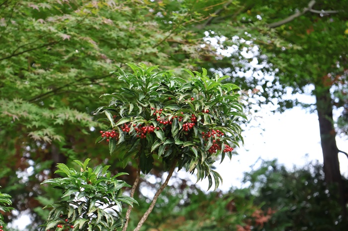 ホテル椿山荘東京　ムーミン
