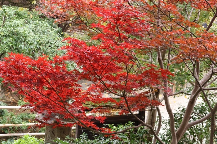 ホテル椿山荘東京　ムーミン