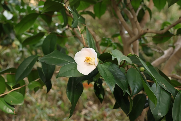 ホテル椿山荘東京　ムーミン