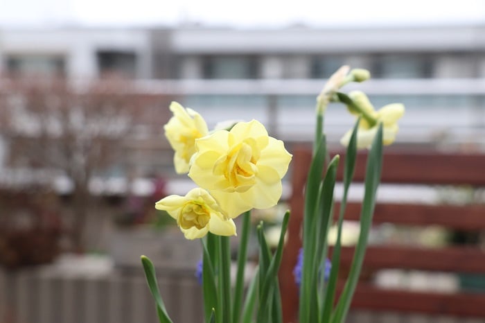 スイセン　八重咲き
