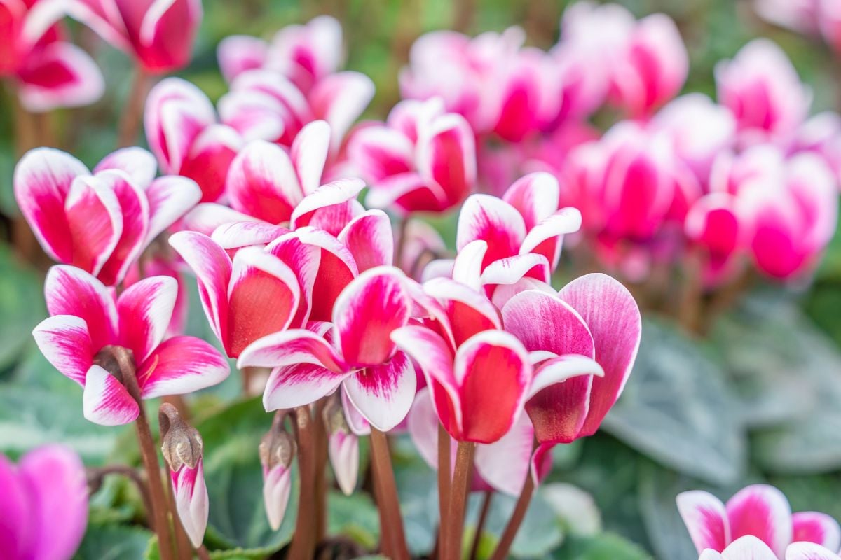 ガーデンシクラメン|冬の庭を彩る開花期間が長い可憐な花