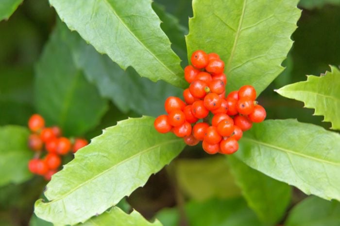 Canva画像　センリョウ