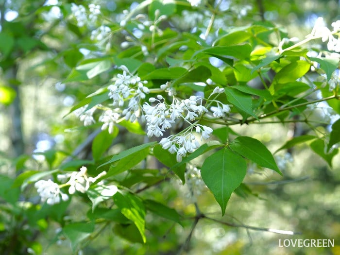 ミツバウツギ2小 ミツバウツギ
