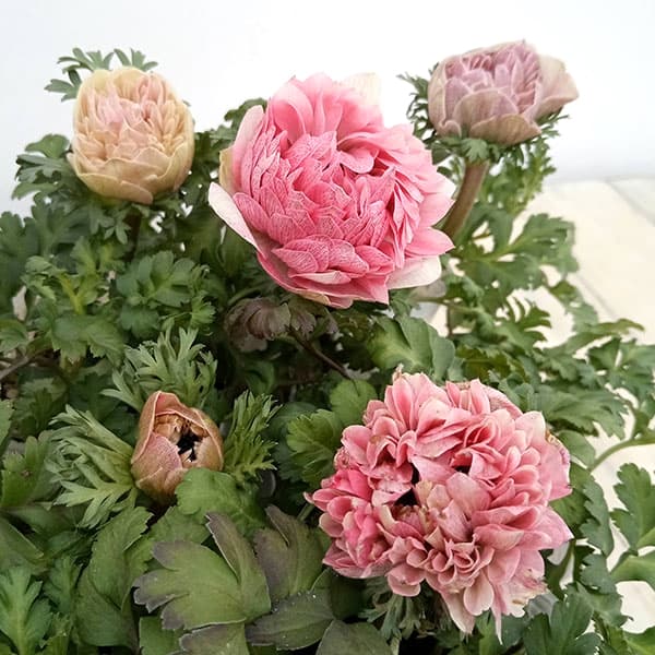 園芸ネット　アネモネ・クラシカルピンク