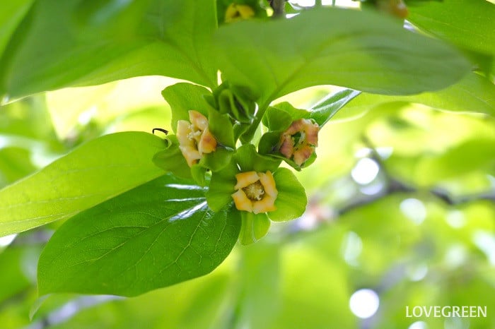 柿の花言葉
