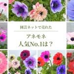 園芸ネットに聞く｜アネモネの売れ筋ベスト10！