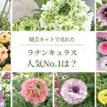 園芸ネットに聞く｜ラナンキュラスの売れ筋ベスト10！