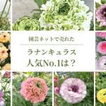 園芸ネットに聞く｜ラナンキュラスの売れ筋ベスト10！