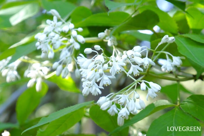 ミツバウツギの花