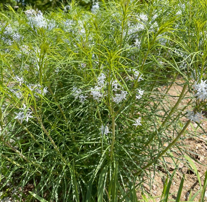 この一年、植物と共に暮らし楽しみましたか？【渡部陽子さん連載12月編】