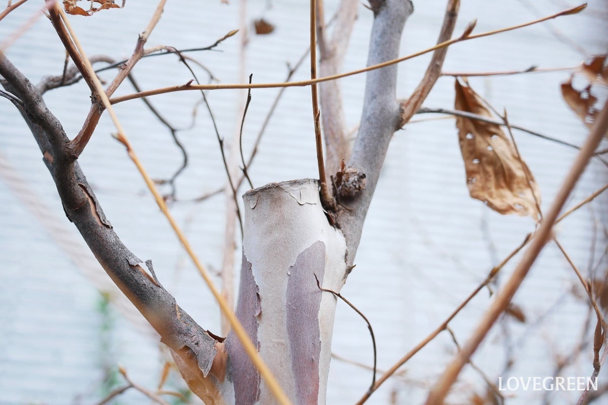 庭木を大きくしたくないときの剪定！ 芯止めの方法