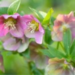 Canva画像　クリスマスローズ