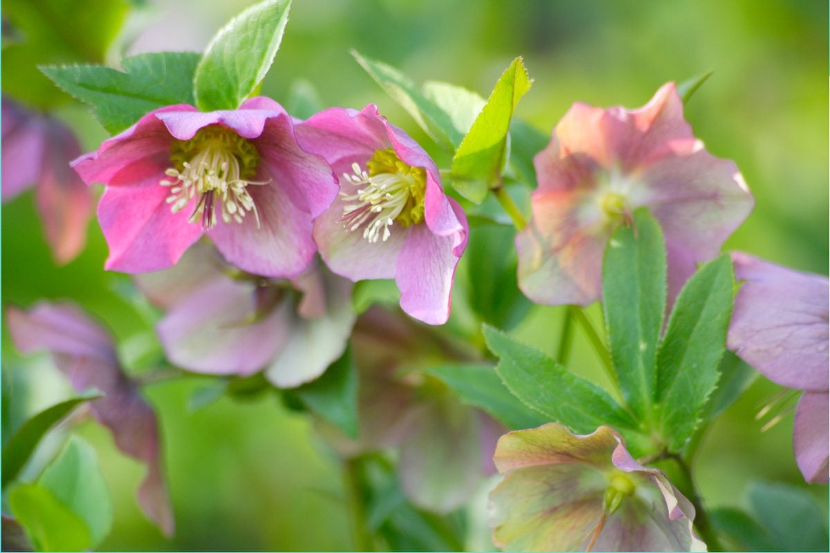 クリスマスローズ｜寒さに強く上品で華やかな花
