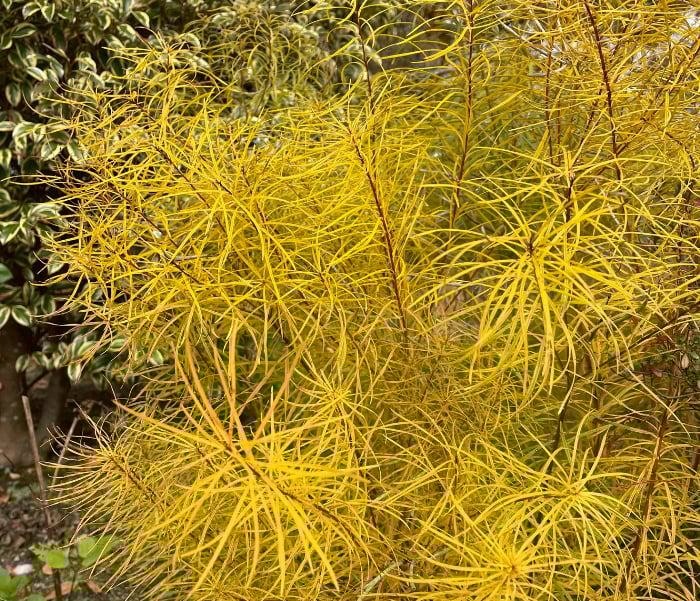 この一年、植物と共に暮らし楽しみましたか？【渡部陽子さん連載12月編】
アムソニア・フブリヒティ