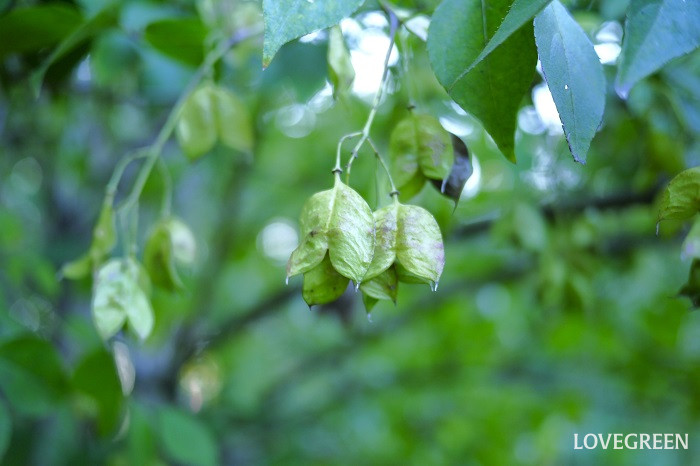 ミツバウツギの実