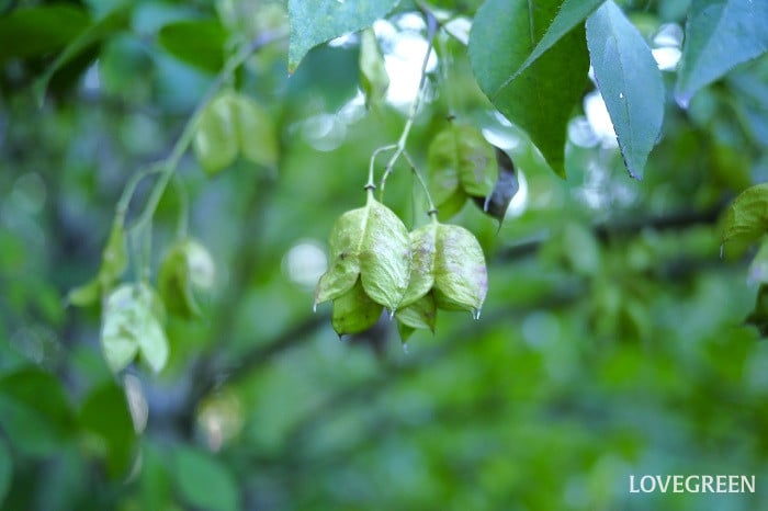 ミツバウツギ実小 ミツバウツギの実