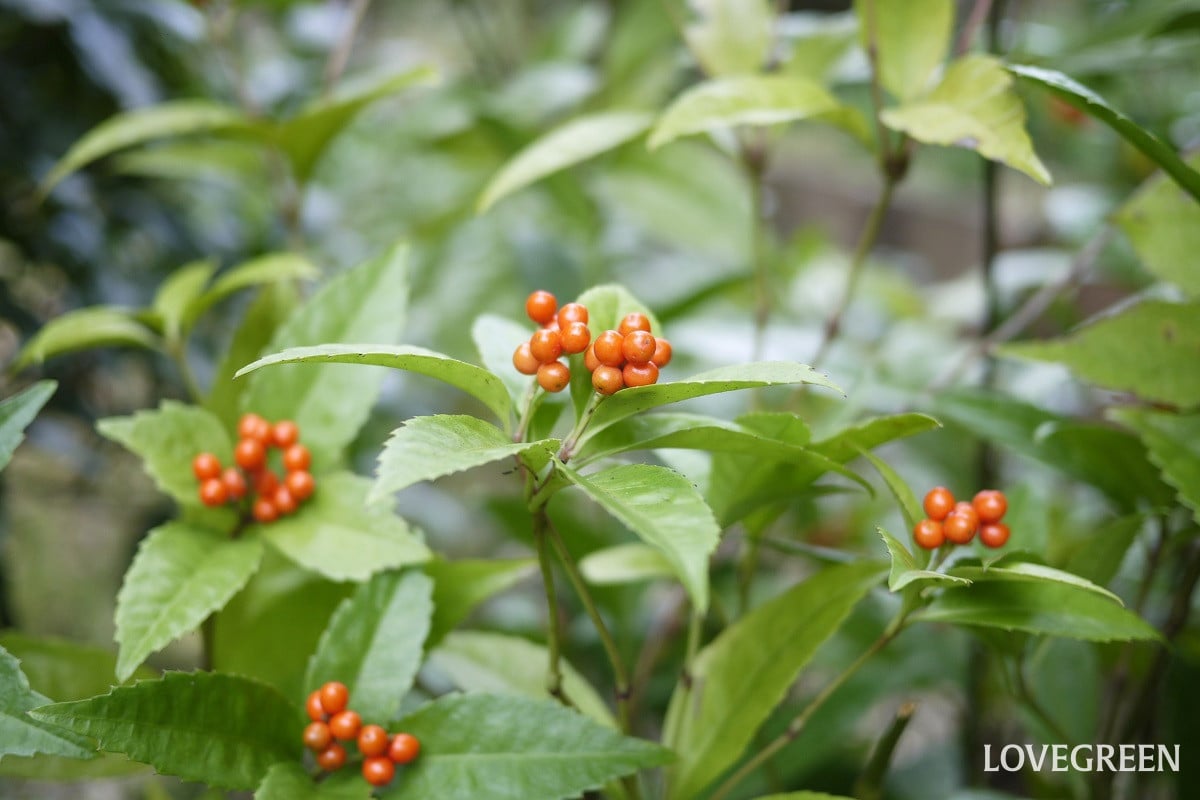 千両|珊瑚のように輝く実が美しい!お正月に欠かせない縁起物