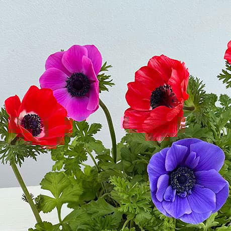 園芸ネットポルト(花色ミックス)