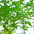 株立ち樹形一覧