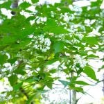 株立ち樹形一覧