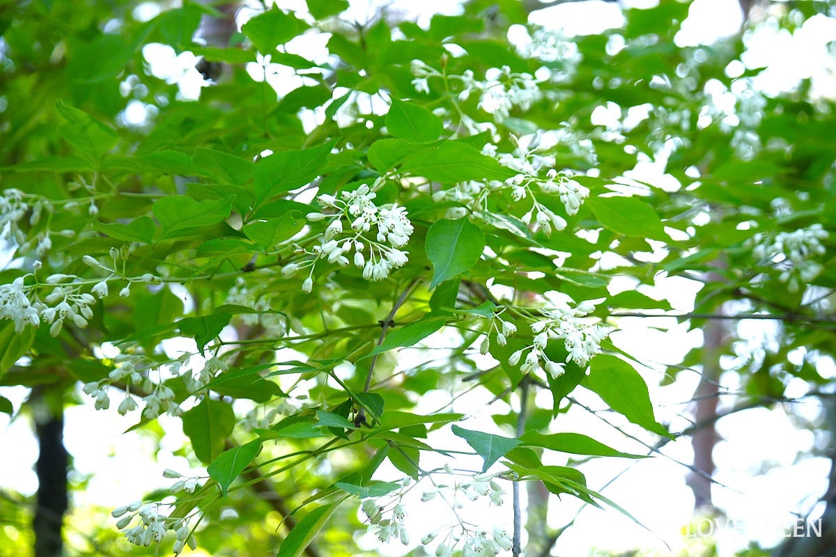 庭木にしたい! 株立ちの樹種一覧と株立ち樹形の意味