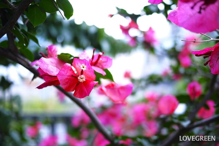 ブーゲンビリア