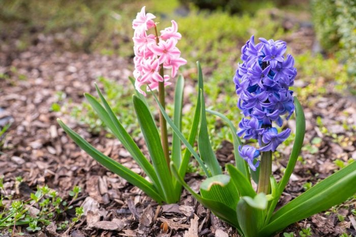 ヒヤシンス canva