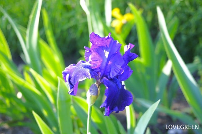 ジャーマンアイリス小 ジャーマンアイリス