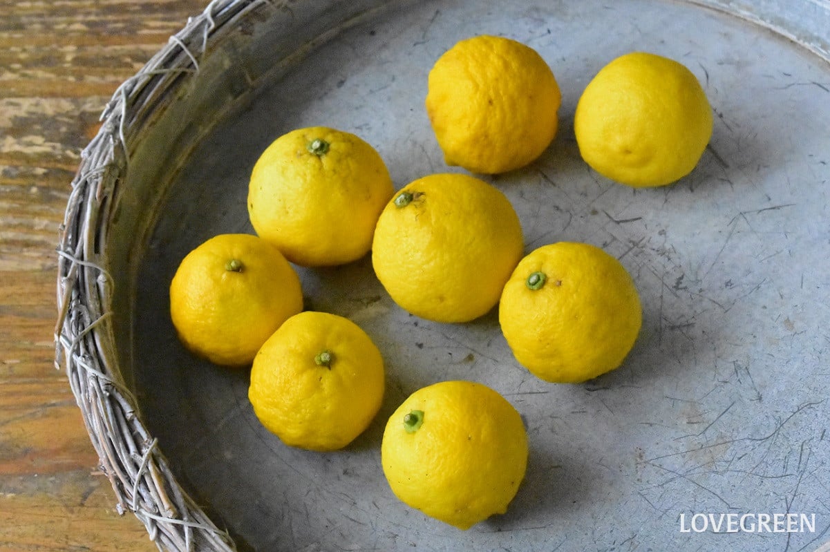 柚子|捨てるところがない! 爽やかな香りの冬の果実