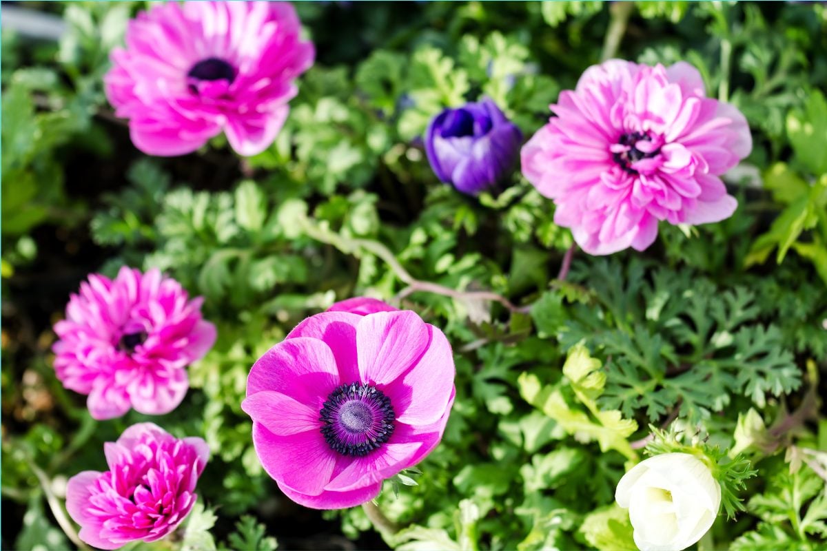 アネモネ｜華やかな花が早春から楽しめる球根の花